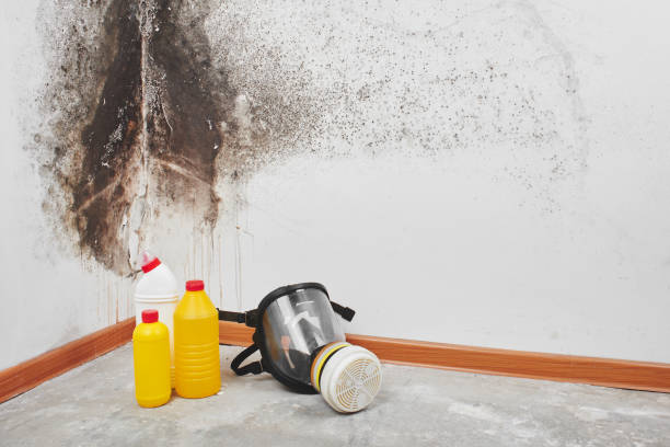 Best Black Mold Remediation in Rmichael, CA