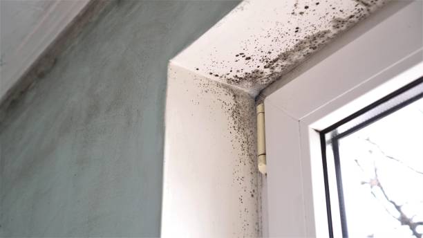 Carmichael, CA Mold Remediation Company