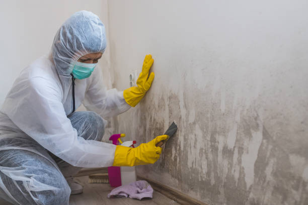 Best Emergency Mold Remediation in Rmichael, CA