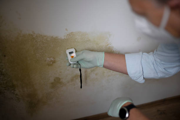 Best Crawl Space Mold Remediation in Rmichael, CA