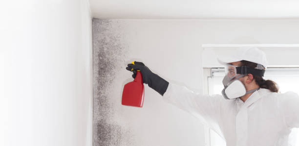 Best Commercial Mold Remediation in Rmichael, CA