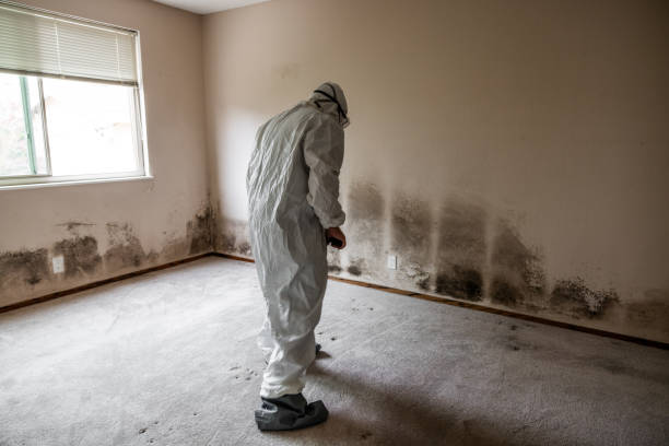 Best Residential Mold Remediation in Rmichael, CA