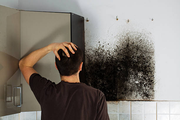 Best Emergency Mold Remediation in Rmichael, CA