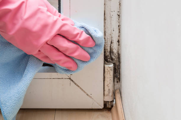 Best Bathroom Mold Remediation in Rmichael, CA